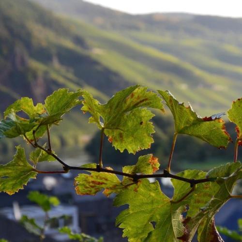 Готель Weingut Erbes-Henn Юрциґ Екстер'єр фото