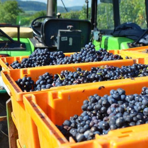 Готель Weingut Erbes-Henn Юрциґ Екстер'єр фото